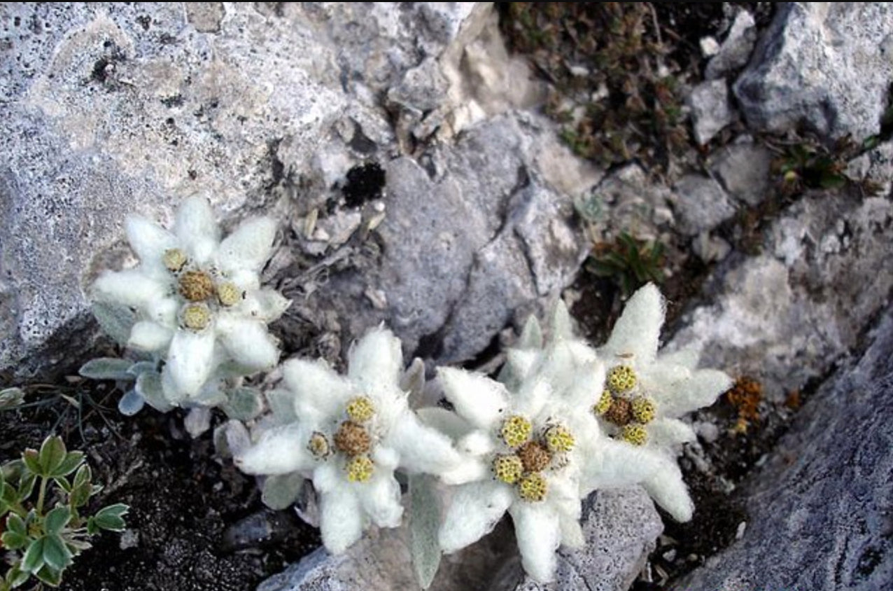 The Anti-aging Power of Edelweiss
